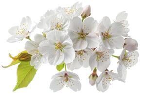 A bunch of white flowers on a white background photo