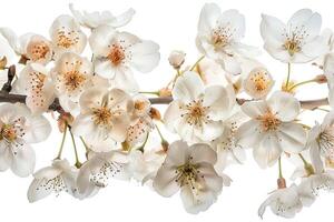 A branch of white flowers is shown on a white background photo