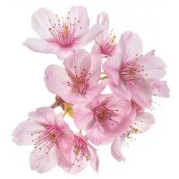Cherry blossom isolated on white background photo