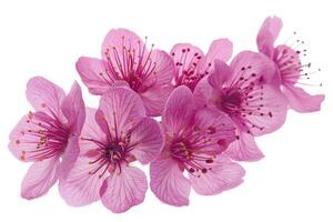 A bunch of pink flowers are on a white background photo