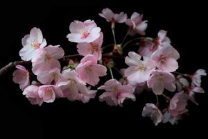 Pink cherry blossoms on a branch against a black background photo