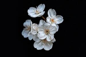 White flowers on a black background photo