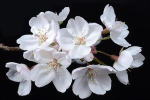 A branch of white flowers on a black background photo