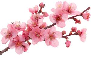 A branch of pink flowers is shown on a white background photo
