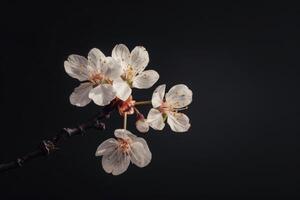 A single cherry blossom on a branch photo