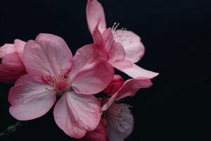 A close up of a pink flower on a black background photo