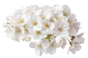 A bunch of white flowers on a white background photo