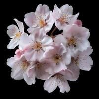 A bunch of pink flowers on a black background photo