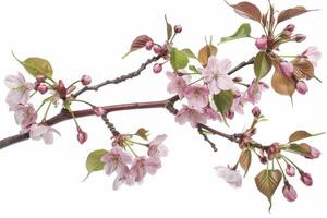A branch of pink cherry blossoms is shown photo
