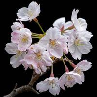 A close up of a cherry blossom tree photo