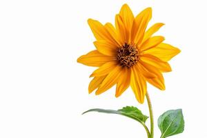 A single yellow sunflower is shown in front of a white background photo