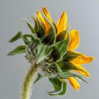 A sunflower with a yellow center is shown photo