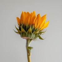 A single sunflower is shown in front of a gray background photo