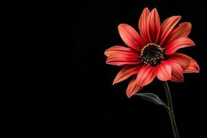 A single red flower is shown against a black background photo
