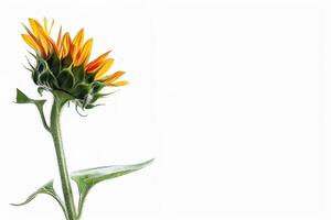 A single sunflower with a white background photo