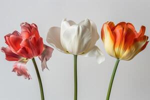 Three tulips in a vase on a white background photo