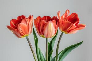 Three red tulips in a vase on a white background photo