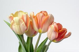 Three tulips are in a vase on a white background photo