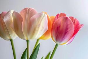 Three tulips are in a vase with white background photo