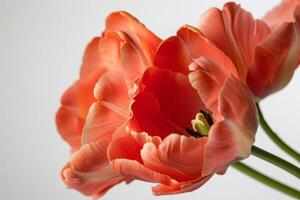 A close up of three orange tulips photo