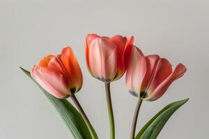 Three pink tulips in a vase on a white background photo