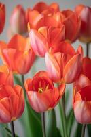 A close up of a bunch of orange tulips photo