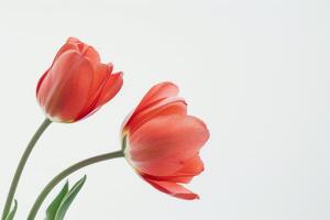 Two red tulips are in a vase on a white background photo