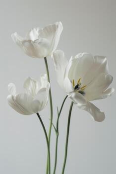 Tres blanco tulipanes en un florero en un blanco antecedentes foto