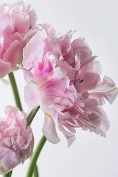 Tres rosado tulipanes son en un florero en un blanco antecedentes foto