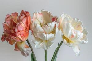 Three tulips are shown in a vase photo