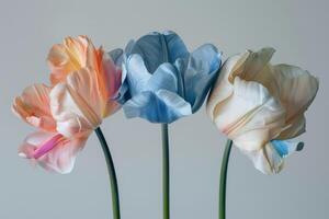 Three tulips in different colors are shown in a vase photo