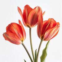 Three red tulips in a vase photo