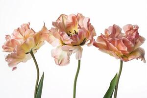 Three pink tulips are in a vase against a white background photo