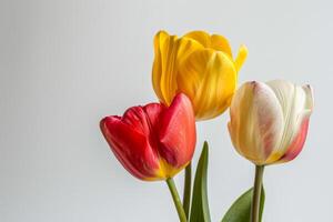 Three tulips in a vase on a white background photo