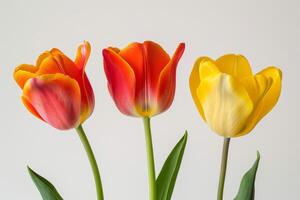 Three tulips are in a vase on a white background photo