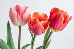 Three tulips are in a vase on a white background photo