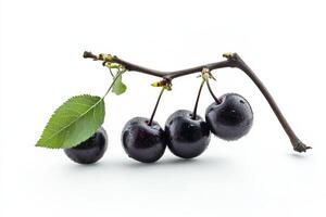 Three black cherries on a branch with leaves photo