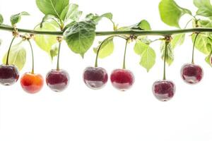 Cherries hanging from a branch on a white background photo