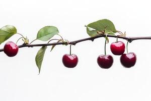 Cherries on a branch photo