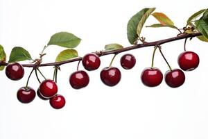 Cherries on a branch photo