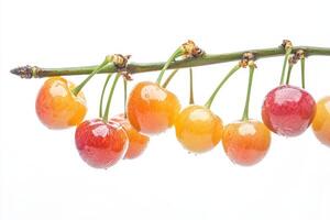A bunch of cherries hanging from a branch photo