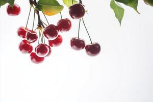 Cherries on a branch photo