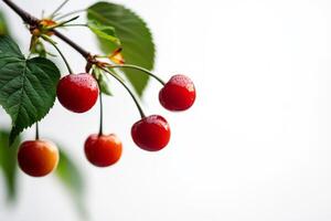 Cherries on a branch with leaves and green leaves photo
