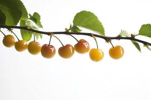 A branch with cherries hanging from it photo