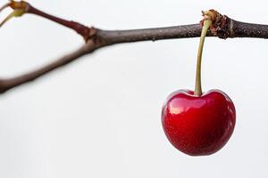 A cherry on a branch photo