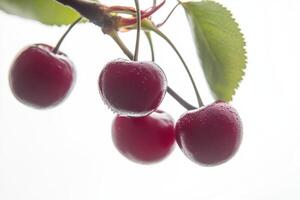 Cherries on a branch photo