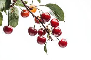 Cherries on a branch isolated on white background photo