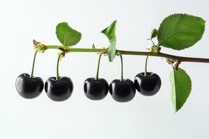 A branch with four black cherries on it photo