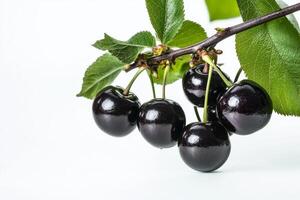 Black cherries on a branch with leaves photo