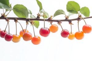 Cherries on a branch photo